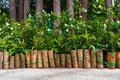 Beautiful garden with white flowers with small trunk fence Royalty Free Stock Photo