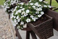 A beautiful garden window box planted with white summer flowers Royalty Free Stock Photo