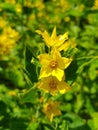 Beautiful gardenflower yellow Royalty Free Stock Photo