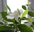 Beautiful Gardenia jasminoides flower Royalty Free Stock Photo