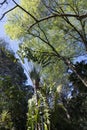 Beautiful gardens with conserved trees and palms in City of Wanneroo Western Australia Royalty Free Stock Photo