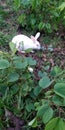 Beautiful gardens and cute small rabbit