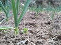 Beautiful garlic field.