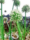 Beautiful garlic plant