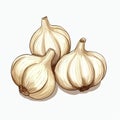 beautiful Garlic watercolor Vegetable clipart illustration