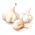 beautiful Garlic watercolor Vegetable clipart illustration