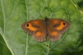 A Gatekeeper Butterfly, Pyronia tithonus, warming up with its wingspread on a leaf.