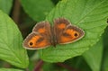 A Gatekeeper Butterfly, Pyronia tithonus, warming up with its wingspread on a leaf.