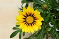 Beautiful gazania flower (Gazania rigens) of bright yellow color Royalty Free Stock Photo