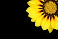 Beautiful gazania flower (Gazania rigens) of bright yellow color isolated on black background Royalty Free Stock Photo