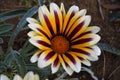 Beautiful gazania flower macro photo. Bright flower of gazania in garden during flowering Royalty Free Stock Photo