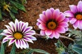 Beautiful gazania flower macro photo. Bright flower of gazania in garden during flowering Royalty Free Stock Photo