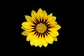 Beautiful gazania flower (Gazania rigens) of bright yellow color Royalty Free Stock Photo