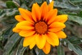 Beautiful Gazania linearis flower Royalty Free Stock Photo