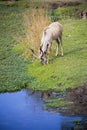 Beautiful Gazelle with large horns Royalty Free Stock Photo