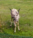 Beautiful Gazelle with large horns