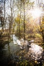 Beautiful geese  enjoying a morning walk on a farm Royalty Free Stock Photo