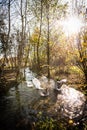 Beautiful geese  enjoying a morning bath on a farm Royalty Free Stock Photo