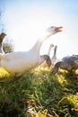 Beautiful geese  enjoying a morning walk on a farm Royalty Free Stock Photo