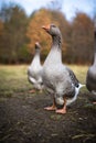 Beautiful geese  enjoying a morning walk on a farm Royalty Free Stock Photo