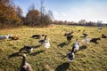 Beautiful geese  enjoying a morning walk on a farm Royalty Free Stock Photo