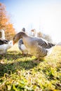 Beautiful geese  enjoying a morning walk on a farm Royalty Free Stock Photo