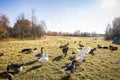 Beautiful geese enjoying a morning walk on a farm Royalty Free Stock Photo