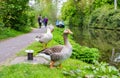 Beautiful geese posing for a photo.