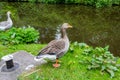 Beautiful geese posing for a photo.