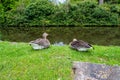 Beautiful geese posing for a photo.