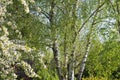 Beautiful generous birch and cherry blossom trees in springtime park