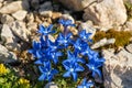Beautiful Gentiana utriculosa flowers in Bohinj mountains Royalty Free Stock Photo