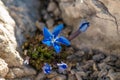 Beautiful Gentiana utriculosa flowers in mountains Royalty Free Stock Photo