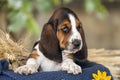Beautiful and gentle Basset hound puppy with sad eyes sitting in Royalty Free Stock Photo