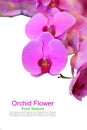 Beautiful gentle branch of white romantic orchid flowers isolate Royalty Free Stock Photo