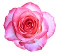 Bud of a blooming beautiful pink rose is isolated on a white background