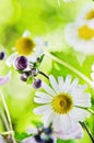 Beautiful gentle Chamomile, close-up Royalty Free Stock Photo