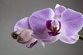 Beautiful gentle flowers of Phalaenopsis orchids