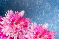 Beautiful gentle pink peonies close up on light blue textured backdrop., Copy space Royalty Free Stock Photo