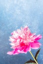 Beautiful gentle pink peony close up on light blue textured backdrop. Copy space. Vertical orientation Royalty Free Stock Photo