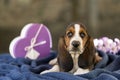 Beautiful and gentle puppy, Basset hound with sad eyes sitting o Royalty Free Stock Photo