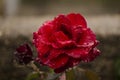 Red rose in a gloomy rainy day Royalty Free Stock Photo