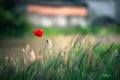Beautiful gentle single red poppy flower in the green field Royalty Free Stock Photo