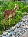 Beautiful whitetail deer in Wisconsin nature center Royalty Free Stock Photo