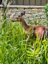 Beautiful whitetail deer in Wisconsin nature center Royalty Free Stock Photo