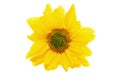 Beautiful and gentle yellow daisy flower on a white background.