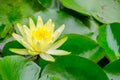 Beautiful gentle Yellow Lotus in a pond at a botanical garden.