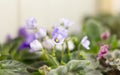 Beautiful gently lilac violets during flowering