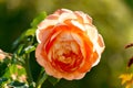 Beautiful gently peach blossom rose flower in the garden