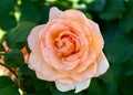 Beautiful gently peach blossom rose flower in the garden